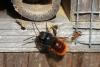 Osmia cornuta